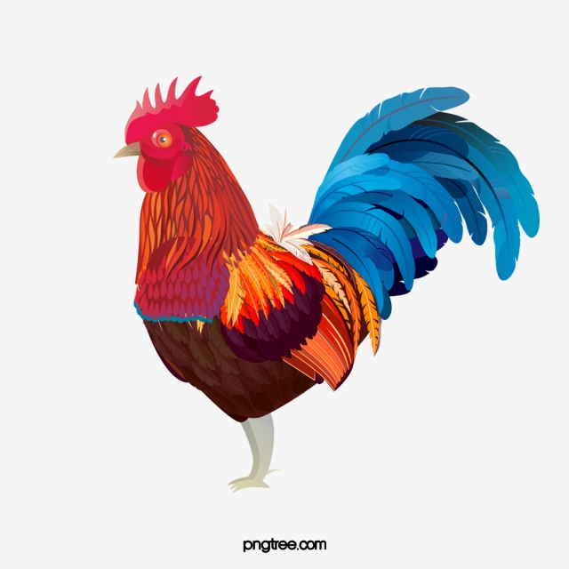 Hen Images Free Download For Mobile